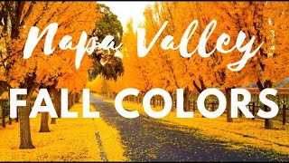 Fall Colors Napa Valley  Vineyards EXPLODE in Vibrant BreathTaking Beauty  Bucket List Scenery [upl. by Iila625]