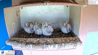 Adorable Kestrel Nestlings Perched In Their Cozy Nest Box [upl. by Aisayt]