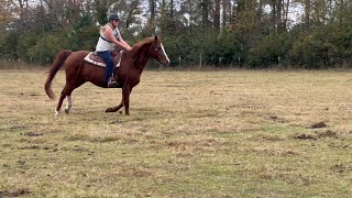 I GALLOPED AND FELL 😅 [upl. by Sheeree431]