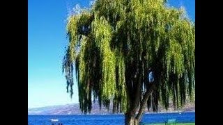 How to root a corkscrew willow cutting ✔ [upl. by Areid]