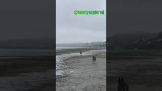 Blue Heelers HERDING SEAGULLS at the Beach 😂 blueheeler herding beach [upl. by Eloisa416]