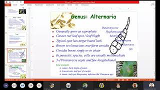 Genus Alternaria Class Deuteromycetes  Characteristics of Alternaria  bscag plantpathology [upl. by Svoboda]