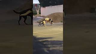 cuidado com cachorro meninos tenta separa a briga animais [upl. by Akyeluz111]