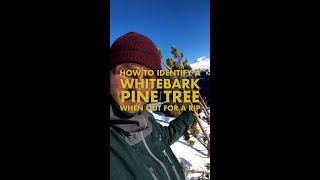 Identifying a Whitebark Pine when out for a rip [upl. by Singh]