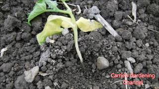 how to prevent damping off disease for cucumbers cucumbers with shriveling stems [upl. by Wagshul83]