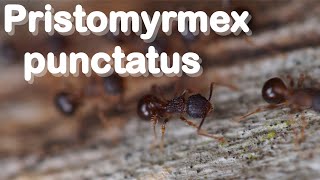 Ant care species guide 3  Pristomyrmex punctatus [upl. by Asi307]