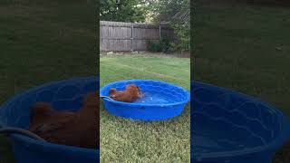 Dog Pool Antics with the Golden Retrievers dog [upl. by Auston536]