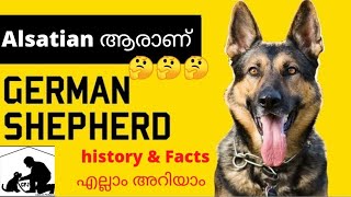 German shepherd malayalam  Alsatian facts  Gsd Kerala  german shepherd puppy black [upl. by Neerac]