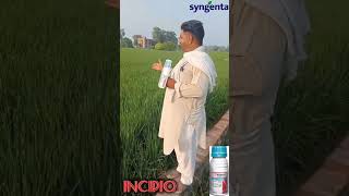 SYNGENTA INCIPIO  INSECTICIDE [upl. by Gerrilee]