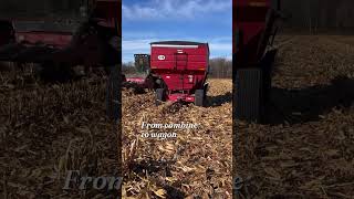 shorts  Harvesting our Corn [upl. by Roter]