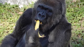 BANANA INCIDENT Rola ate food thrown in by a visitor｜Lone Gorilla｜CHIBA ZOO｜ゴリラ｜千葉市動物公園｜S1E178 [upl. by Etnovahs]