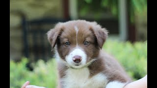 Border Collie Puppies for Sale [upl. by New]