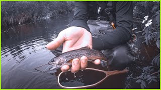 CRAZY hungry TROUT  FLY FISHING for TROUT IN JULY [upl. by Niwrad]