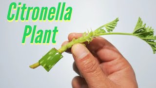 How to Grow Citronella Plants [upl. by Dnomra951]