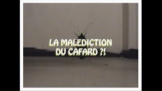 LA MALÉDICTION DU CAFARD [upl. by Aynekal]