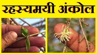 अंकोल पहचान और फायदे │ Intro amp Benefits of Alangium Salvifolium By Vishal Sathye [upl. by Esele]