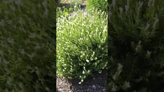 Lavender fall pruning and planting  Lavandula stoechas gardening plant garden [upl. by Ylatan779]