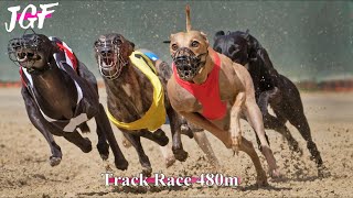 Greyhound Race 480m  Elite Dog Athletes 🏆 [upl. by Aliuqa]