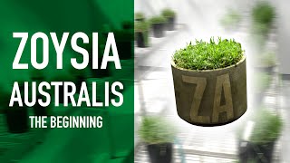 Introducing Zoysia Australis [upl. by Nurse650]