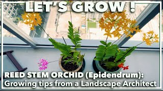 REED STEM EPIDENDRUM ORCHIDS How to grow in soil and other care tips [upl. by Wilen310]