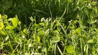 Soil Fertility Cover Crop And Comfrey Transplant Update [upl. by Kenn]