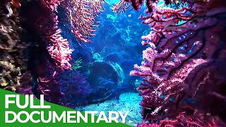 Adventure Ocean Quest Fragile Mediterranean  Episode 3  Free Documentary Nature [upl. by Sonitnatsok]