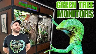 UPGRADING My Green Tree Monitor Lizards into a GIANT Bioactive Vivarium  Custom Reptile Habitats [upl. by Ertemed]