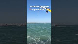 Quick sheepshead limit Fishing Packery Channel Jetty CCTexas full video on channel fishing [upl. by Denie]