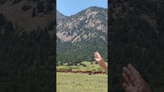 Keith Gilbertson the Tooth of Time and Philmont Cattle [upl. by Ennis770]