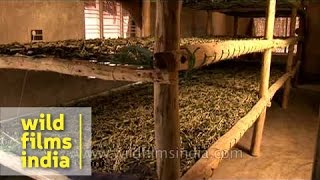 Silk worm farming in Karnataka [upl. by Elidad20]