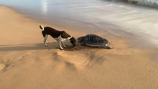 The dog is trying to bury the turtles body  Hund og skilpadde🥰 [upl. by Inimod33]