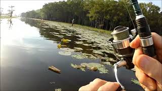 A nice 5 4 bass caught at Caddo Lake 0ct 7 2022 [upl. by Drofdarb]