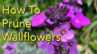 How to Prune Wallflowers Erysimum [upl. by Ellehsal]