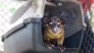 Cute rescued Kinkajou is unsure about being filmed [upl. by Oidivo]