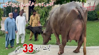 World Top Level Nili Ravi Buffalo Breeder Mian Pervaiz of Multan buffalo cow farming [upl. by Ayanal]