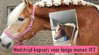 DRESSUUR KNOTTEN IN LANGE MANEN  Haflingers King amp Beau Vlog 32 [upl. by Coney]