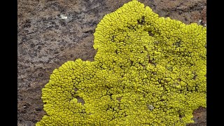 Lichens What They Are and Where They Grow [upl. by Macguiness]