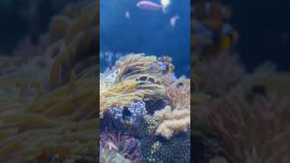 Jellyfish in underwater aquarium shortshortfeed youtubeshorts youtubevideo viralshort virall [upl. by Otrebire]