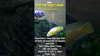 Lemon Cichlid  African Cichlid shorts [upl. by Dnartreb516]