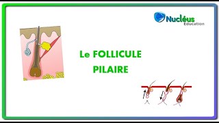 Le follicule pilaire [upl. by Ahsoyem842]