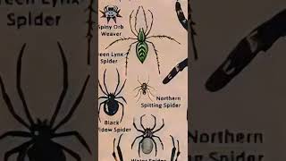 Types of Spiders  Water Spider  scary spider FunForAll9 [upl. by Merell955]