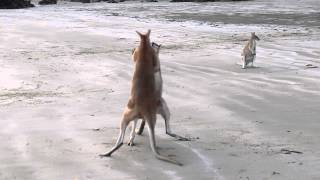 Wallaby Fight on the beach of Cape Hillsborough [upl. by Patrich]