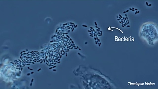 Immune Cells Eating Bacteria Phagocytosis [upl. by Natasha]