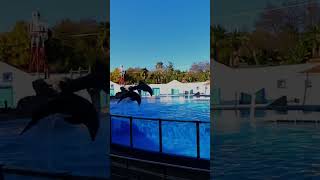 Dolphin Dreams An Unforgettable Event at Lisbon Zoo shorts dolphins zoo [upl. by Macy]