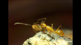 Camponotus variegatus 甜蜜巨山蟻 [upl. by Araas]