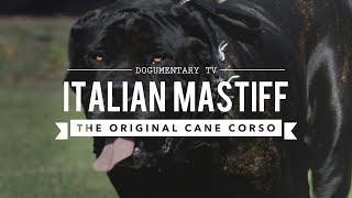 THE ORIGINAL CANE CORSO ITALIAN MASTIFF [upl. by Llevra]