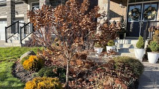 How I Winterize My Potted Hydrangeas amp Plants in zone 5  November 2022 [upl. by Rednael86]