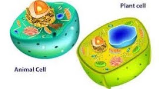 science grade 6 first term unit one concept one lesson 3  The parts of a cell [upl. by Enneles]