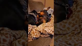 Flirtatious dachshunds adorable miniaturedachshund cute sausagedog foryou [upl. by Aisatna892]