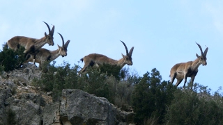 Cabra Montés Capra pyrenaica 🐐Videos de naturaleza cortos 🎥 Panasonic GH4 Lumix 45200 [upl. by Romeo225]